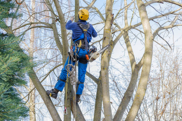 Best Commercial Tree Removal  in South Lockport, NY