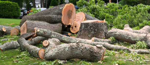 How Our Tree Care Process Works  in  South Lockport, NY