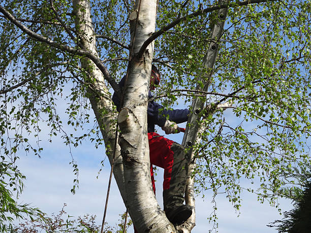 South Lockport, NY Tree Removal Services Company