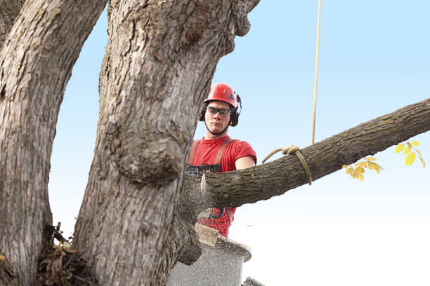 Tree and Shrub Care in South Lockport, NY